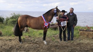 GRan campeon macho, cullaima avellano