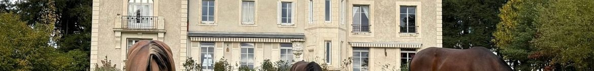 CABALLOS CHILENOS - EUROPA