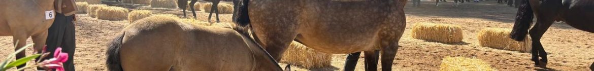 Expo_Nacional_en_Ñuble